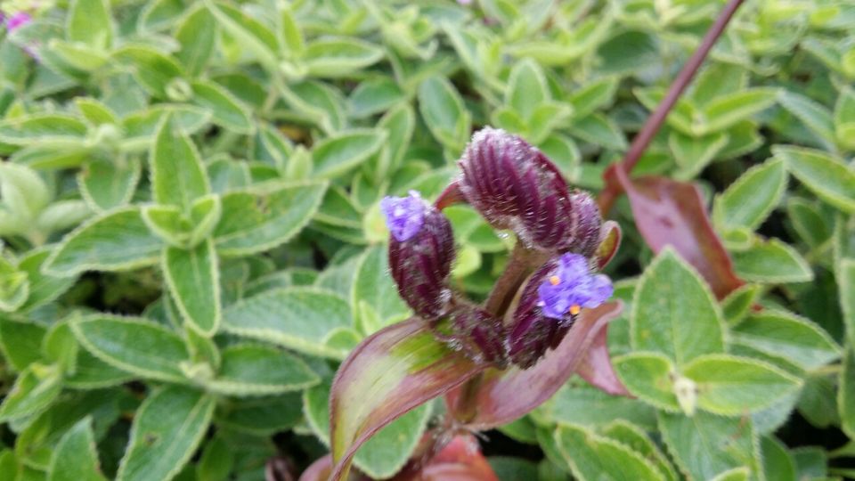 Photo of Kaas plateau-valley of flowers by Jagan Nadar