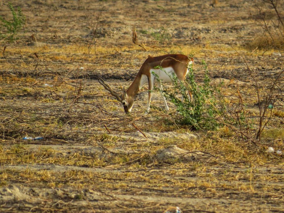 Photo of Rawatsar, Rajasthan, India by Jagan Nadar