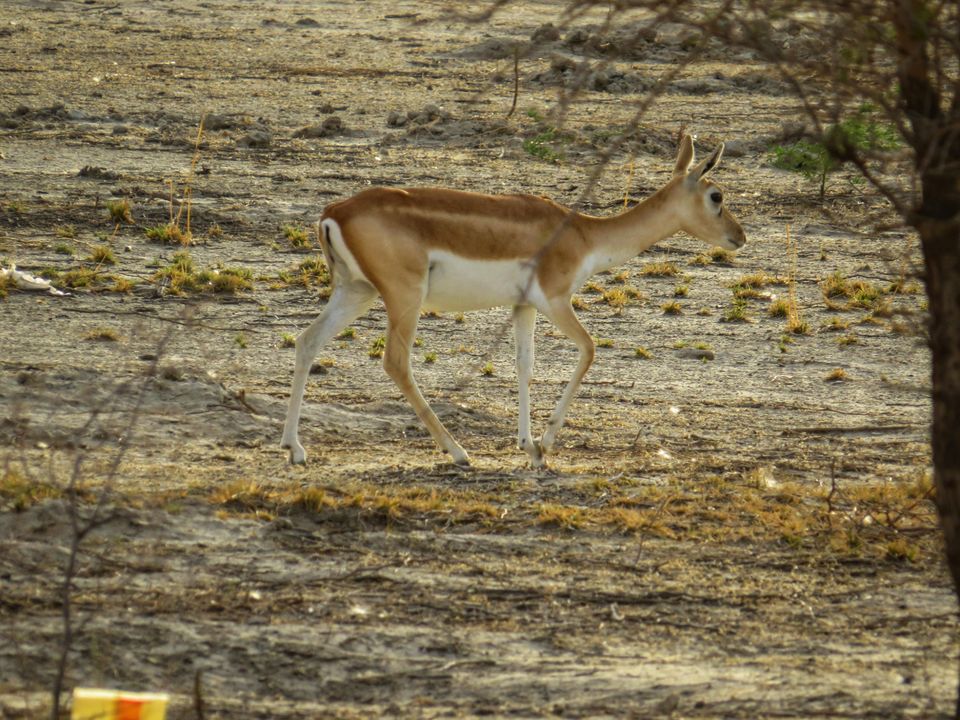 Photo of Rawatsar, Rajasthan, India by Jagan Nadar
