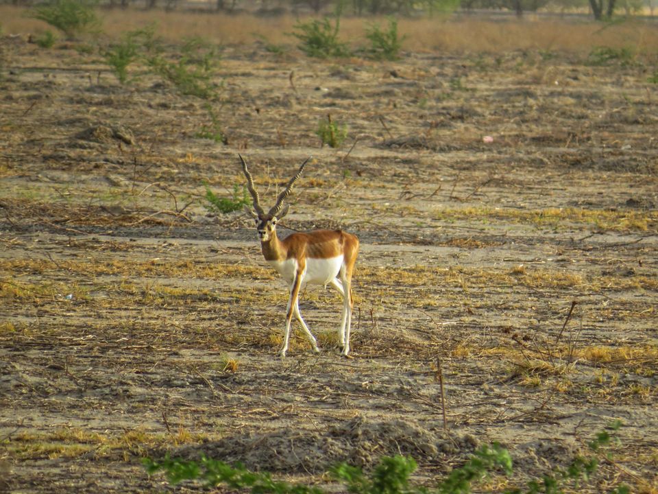 Photo of Rawatsar, Rajasthan, India by Jagan Nadar