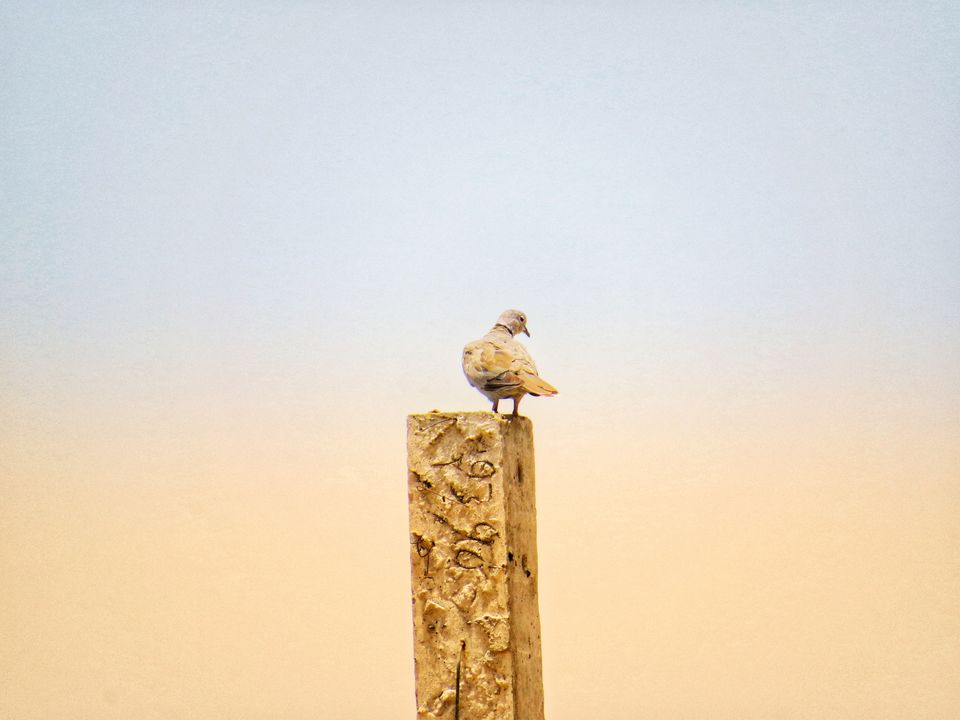 Photo of Rawatsar, Rajasthan, India by Jagan Nadar