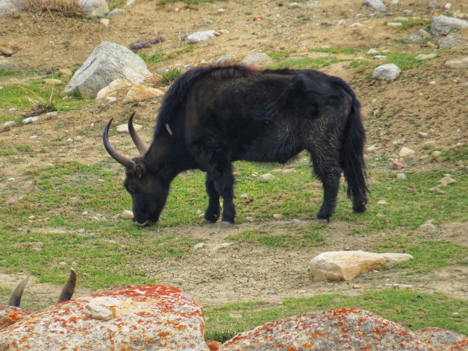 Photo of Khardung La by Jagan Nadar