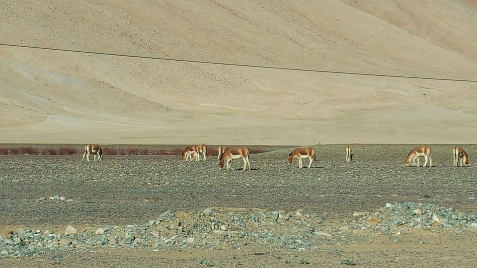 Photo of Hanle by Jagan Nadar