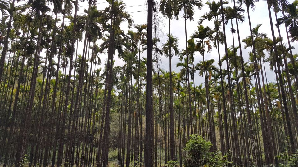 Photo of Coorg, Karnataka, India by Jagan Nadar