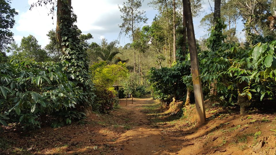 Photo of Coorg, Karnataka, India by Jagan Nadar