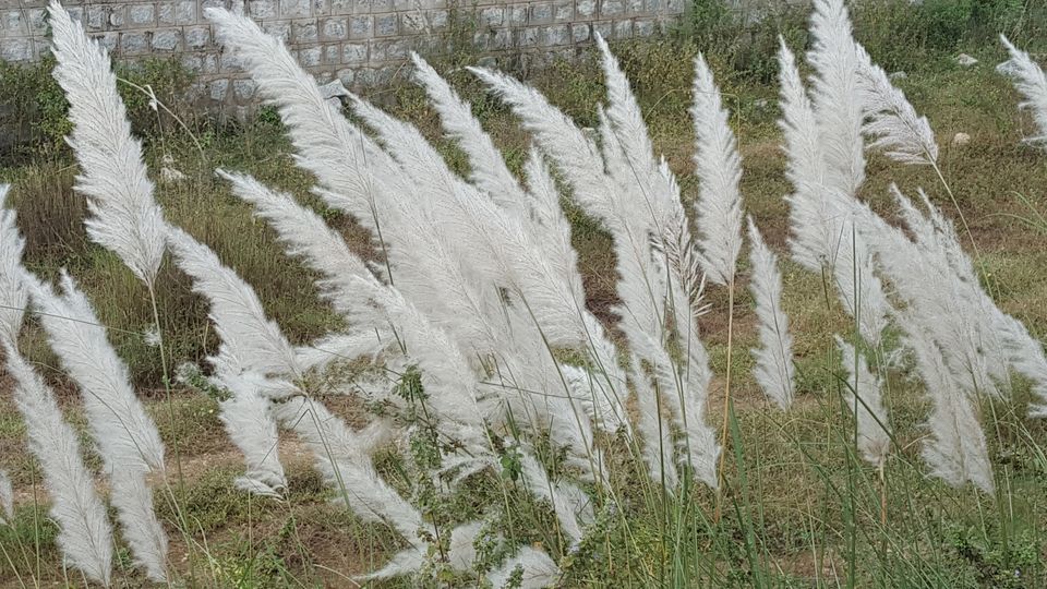 Photo of Jammalamadugu, Andhra Pradesh, India by Jagan Nadar