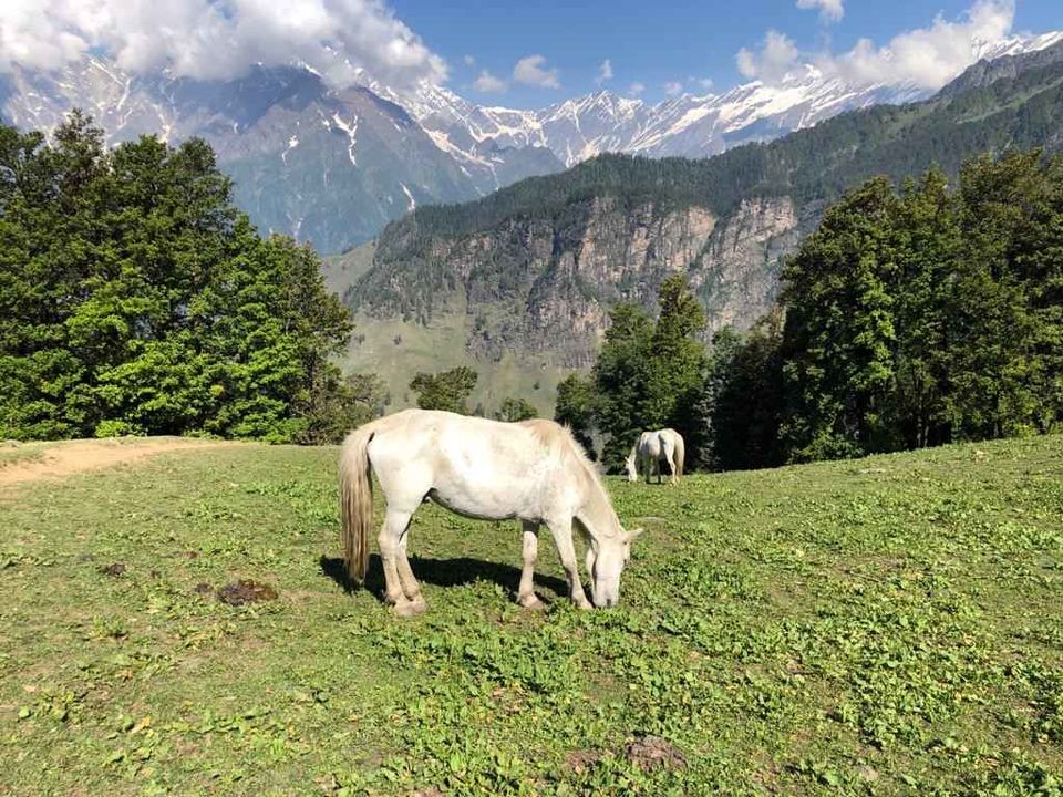 Photo of Rola Koli Campsite, Kullu, Himachal Pradesh, India by Shivangi Jain