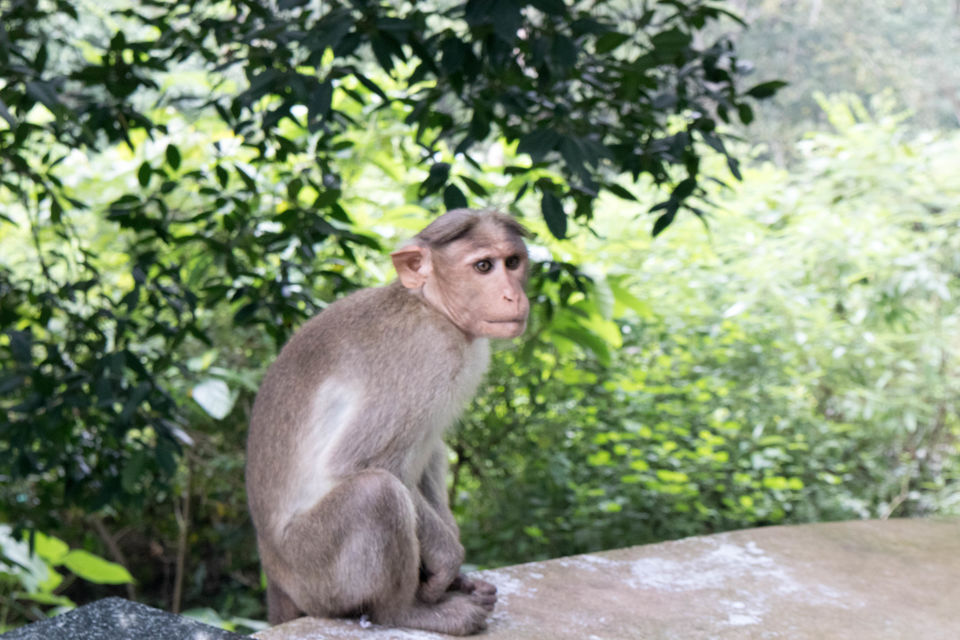 Photo of A Weekend Getaway from Bangalore Yercaud, Tamilnadu by Akash Maurya