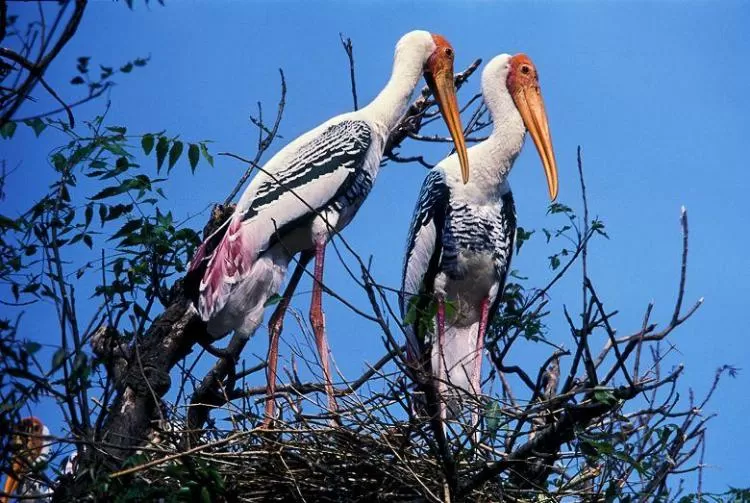Photo of Kokrebellur, Karnataka, India by Bloggers Without Borders - (BWB)