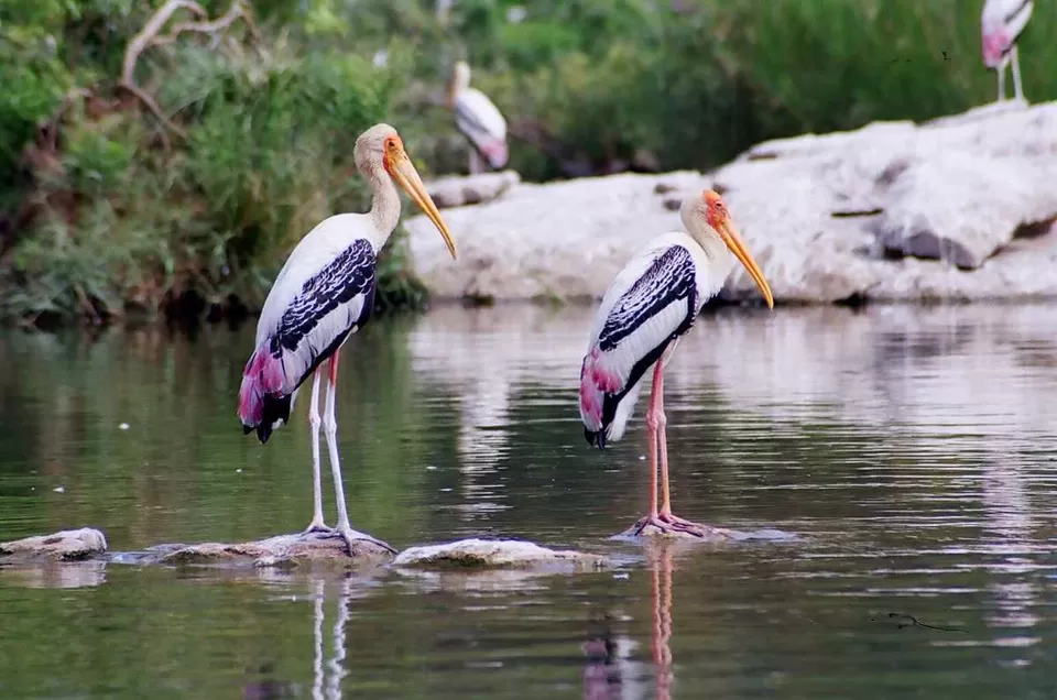 Photo of Ranganathittu Bird Sanctuary, Srirangapatna, Karnataka, India by Bloggers Without Borders - (BWB)