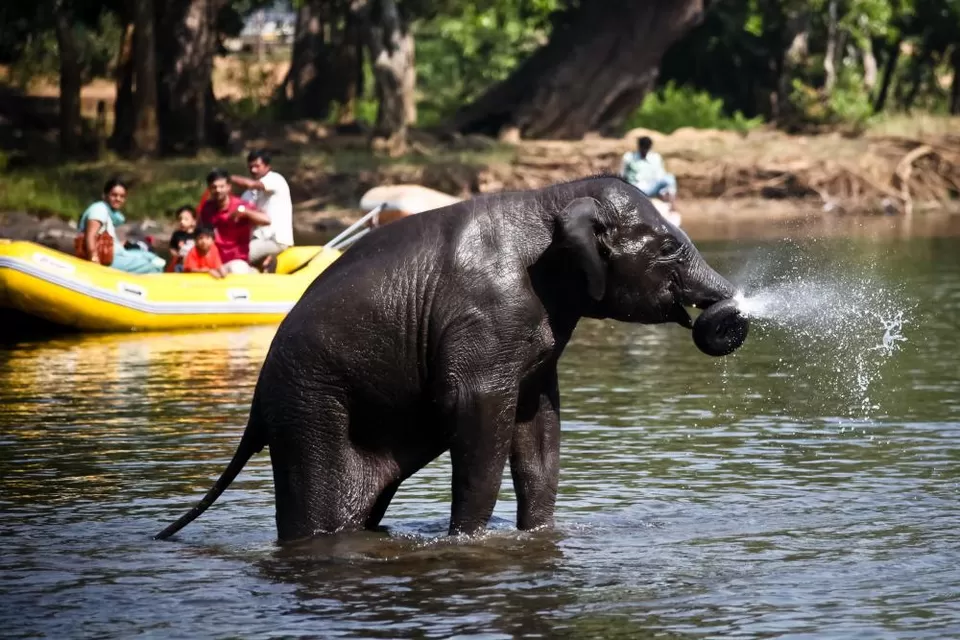 Photo of Dubare Elephant Camp, Dubare Road, Rangasamudra, Karnataka, India by Bloggers Without Borders - (BWB)