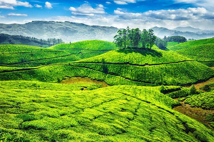 Photo of Munnar, Kerala, India by Bloggers Without Borders - (BWB)