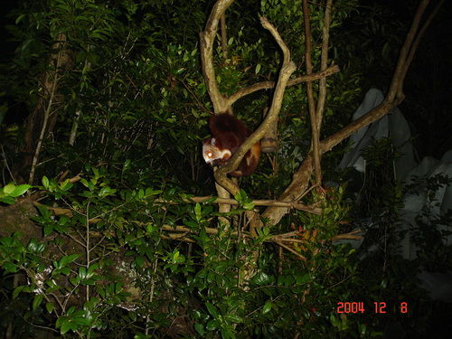 Photo of Night Safari Singapore by Ruchi Jain