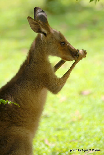 Photo of Singapore Zoo Singapore by Ruchi Jain
