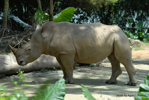 Photo of Singapore Zoo Singapore by Ruchi Jain