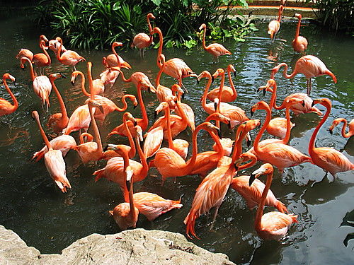 Photo of Jurong Bird Park Singapore by Ruchi Jain