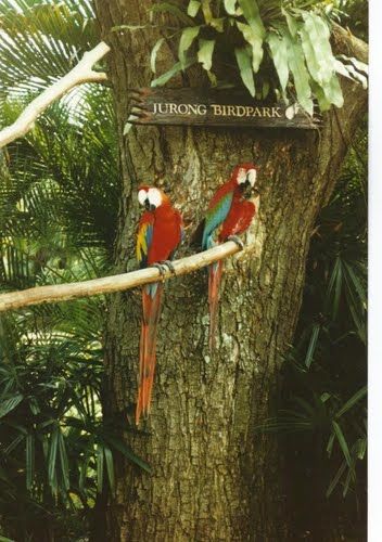 Photo of Jurong Bird Park Singapore by Ruchi Jain