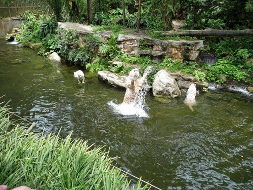 Photo of Singapore Zoo Singapore by Ruchi Jain