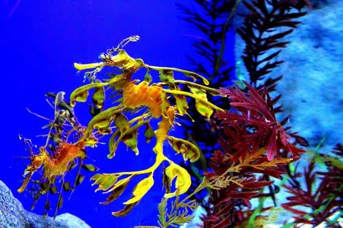 Photo of Underwater World Singapore by Ruchi Jain