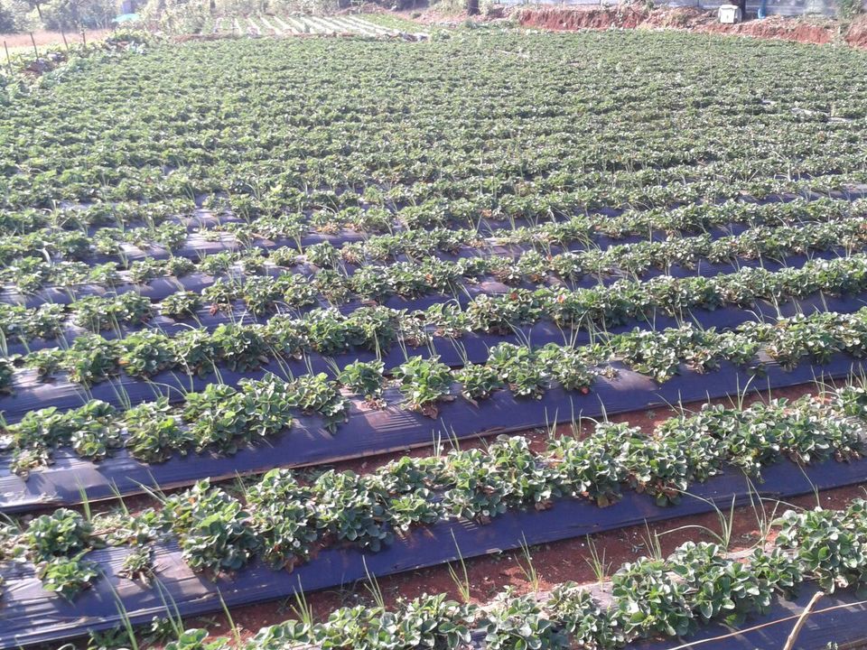 Photo of The Strawberryland- Mahabaleshwar by Ruchi Jain