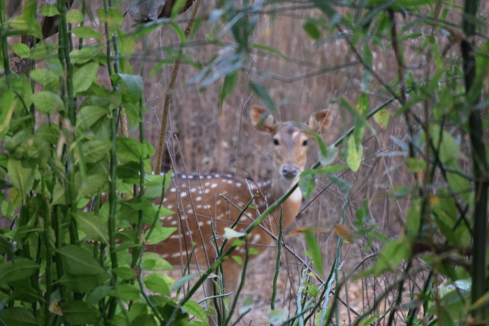 Photo of Bombay Boscage - A day at Sanjay Gandhi National Park 1/11 by Daya Ragunathan