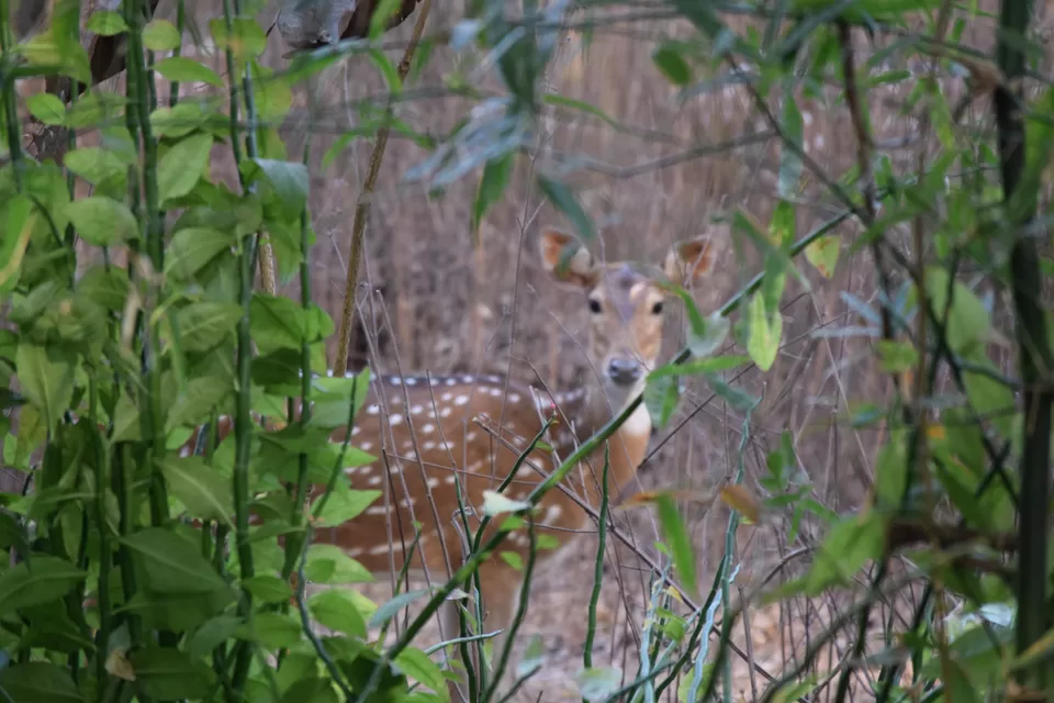 Photo of Sanjay Gandhi National Park, Borivali East, Mumbai, Maharashtra 400066, India by Daya Ragunathan