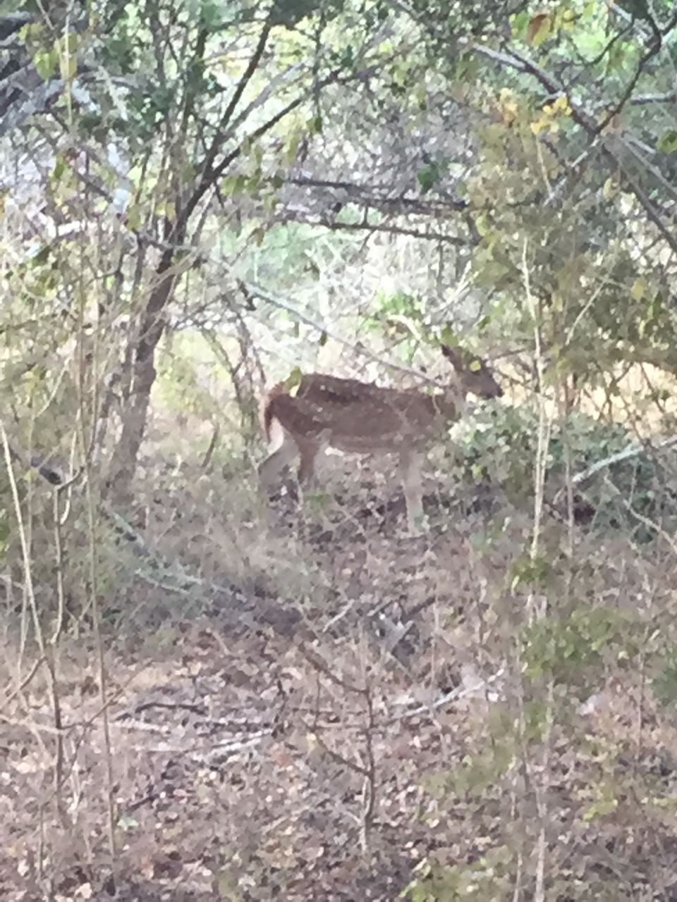 Photo of Trip tailing 5 spots in South SriLanka 6/21 by yamini