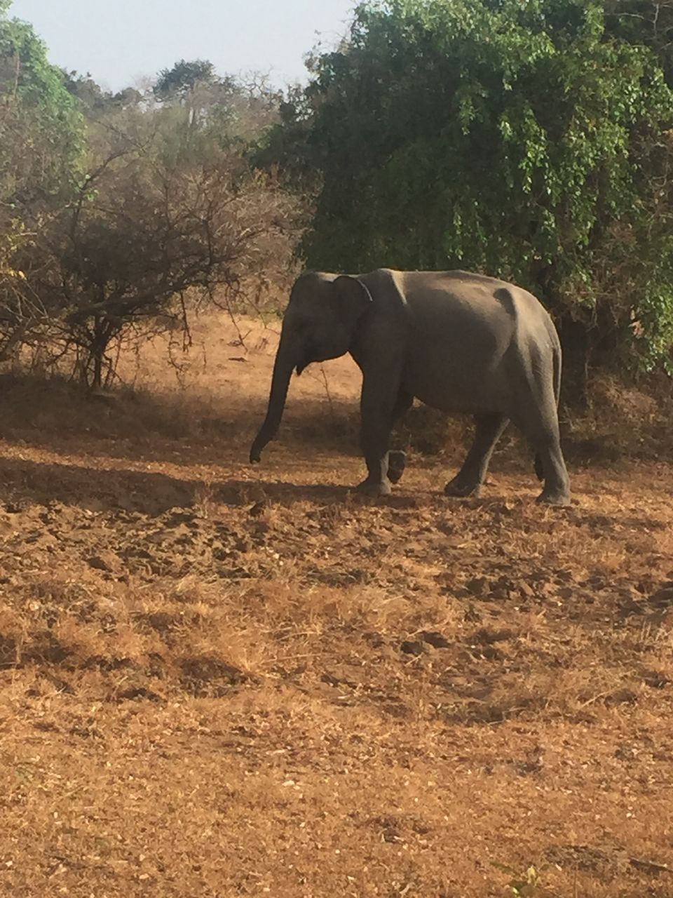 Photo of Trip tailing 5 spots in South SriLanka 8/21 by yamini
