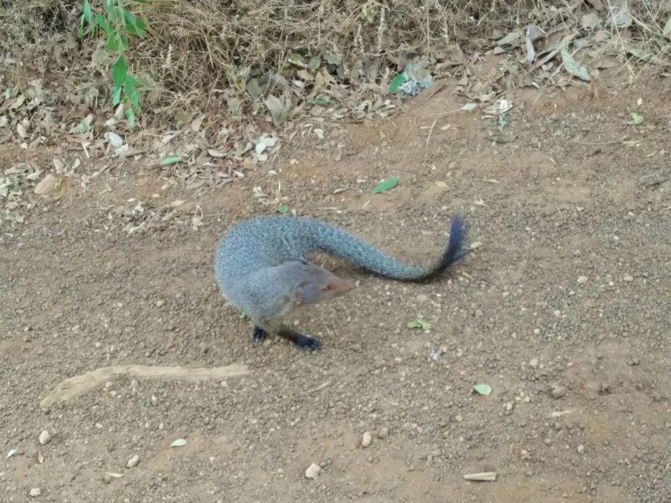 Photo of Trip tailing 5 spots in South SriLanka 11/21 by yamini
