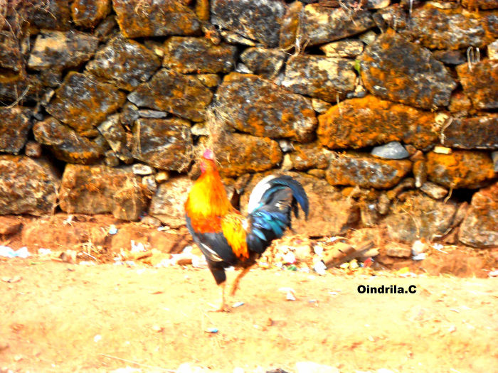Photo of Got a Gang? Get on Bike! (- To Coffee Land of Karnataka) 13/30 by TippytoeTraveltales