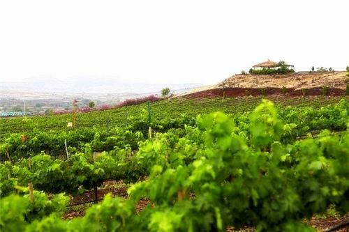 Photo of Into the Best Wine Tours of India:Let’s Swirl, Sniff and Sip! 5/31 by TippytoeTraveltales
