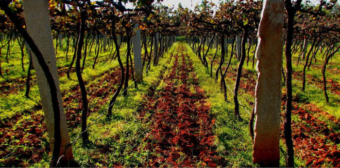 Photo of Into the Best Wine Tours of India:Let’s Swirl, Sniff and Sip! 8/31 by TippytoeTraveltales