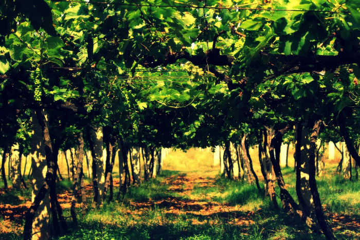 Photo of Into the Best Wine Tours of India:Let’s Swirl, Sniff and Sip! 11/31 by TippytoeTraveltales