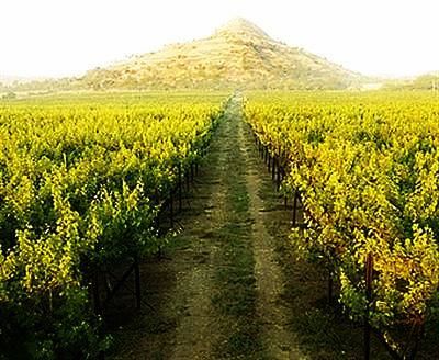 Photo of Into the Best Wine Tours of India:Let’s Swirl, Sniff and Sip! 14/31 by TippytoeTraveltales