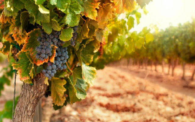 Photo of Into the Best Wine Tours of India:Let’s Swirl, Sniff and Sip! 26/31 by TippytoeTraveltales