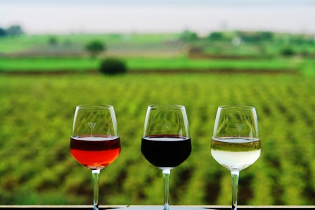 Photo of Into the Best Wine Tours of India:Let’s Swirl, Sniff and Sip! 28/31 by TippytoeTraveltales
