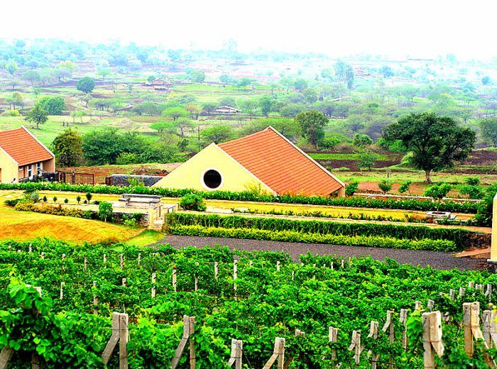 Photo of Into the Best Wine Tours of India:Let’s Swirl, Sniff and Sip! 29/31 by TippytoeTraveltales
