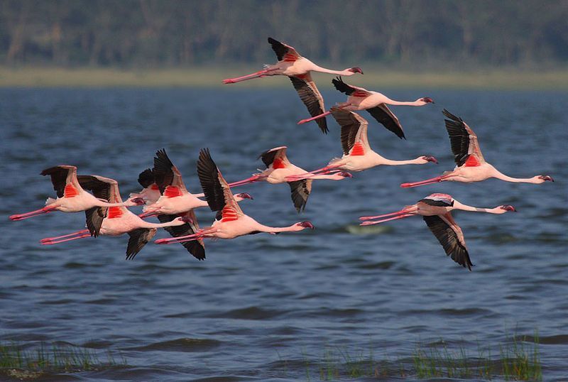 Photo of Let’s Spot Migratory Birding Destinations in India! 1/9 by TippytoeTraveltales