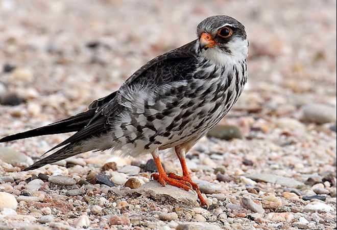 Photo of Let’s Spot Migratory Birding Destinations in India! 2/9 by TippytoeTraveltales