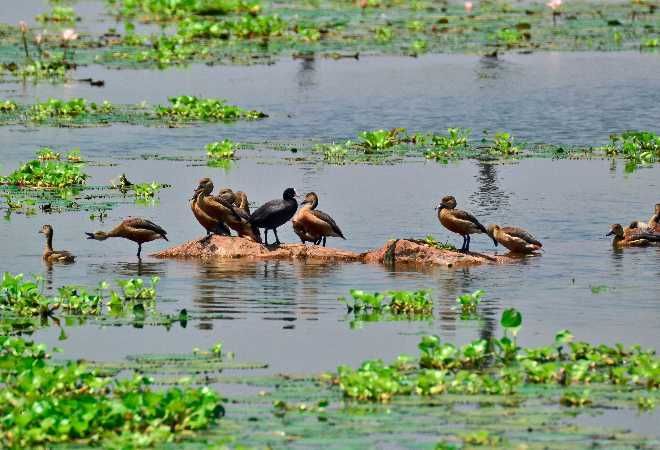 Photo of Let’s Spot Migratory Birding Destinations in India! 3/9 by TippytoeTraveltales