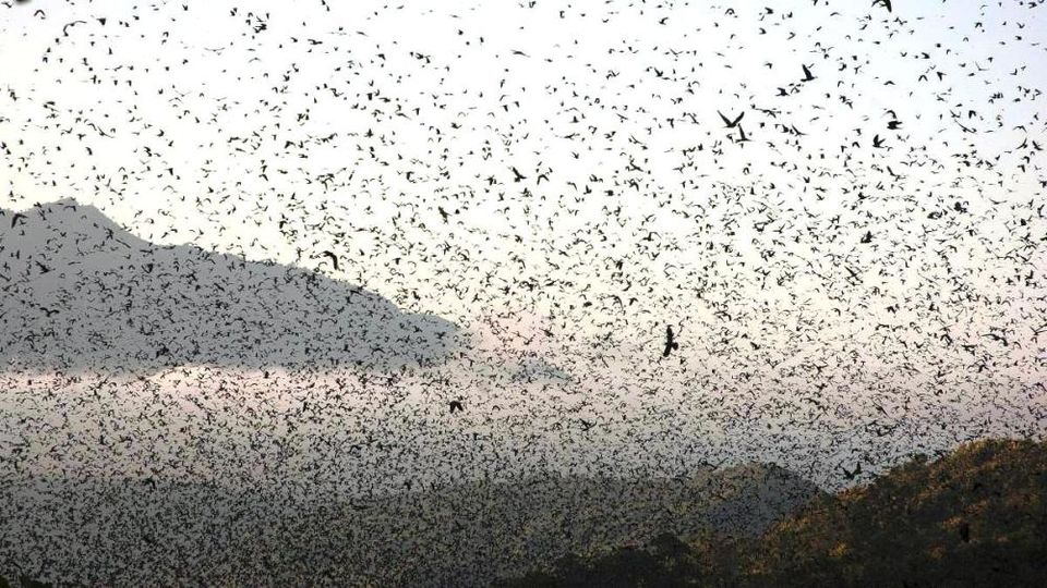 Photo of Let’s Spot Migratory Birding Destinations in India! 5/9 by TippytoeTraveltales