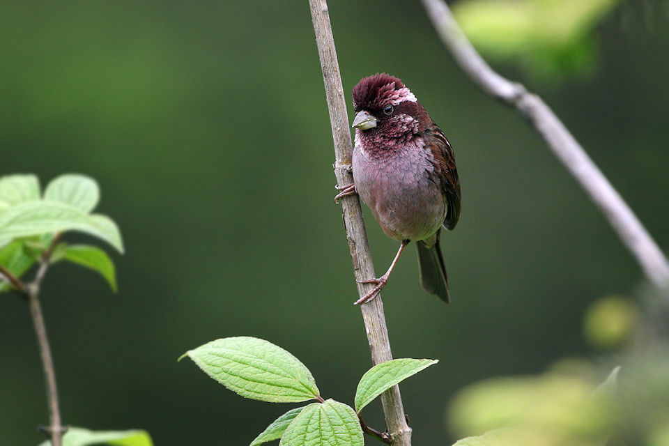 Photo of Let’s Spot Migratory Birding Destinations in India! 6/9 by TippytoeTraveltales