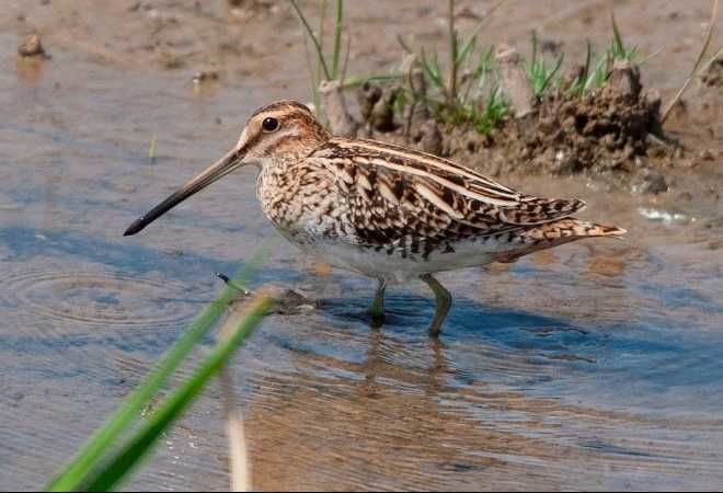 Photo of Let’s Spot Migratory Birding Destinations in India! 8/9 by TippytoeTraveltales