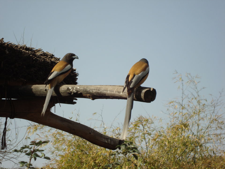 Photo of Sariska Tiger Wildlife Reserve...Lake Siliserh and a few crazy friends! 3/3 by Nawab Dilaweez Hasan