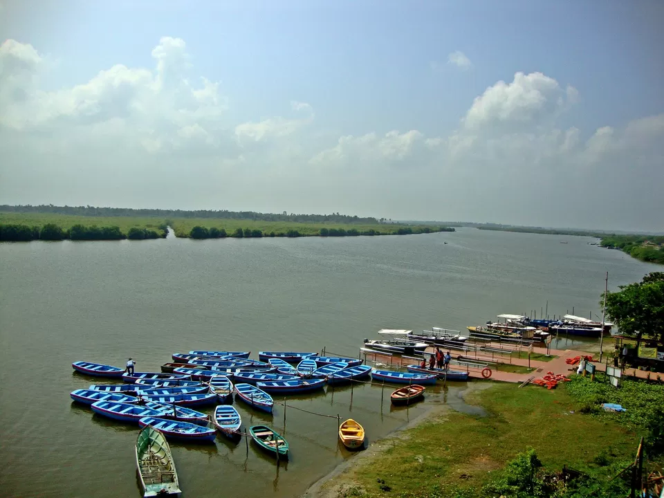 Photo of PICHAVARAM MANGROVE FOREST, Pichavaram extension R.F., Tamil Nadu, India by Rohit Singh