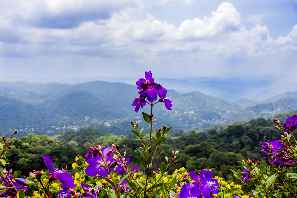 Photo of Weekend trip to God's own Country || Munnar from Bangalore 4/9 by Rohit Singh