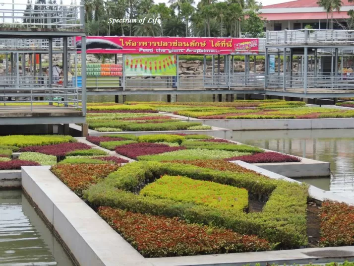Photo of Nong Nooch Tropical Garden & Resort (Nong Nooch Village Co,.Ltd.) Pathum Wan Bangkok Thailand by Niharika Baruah