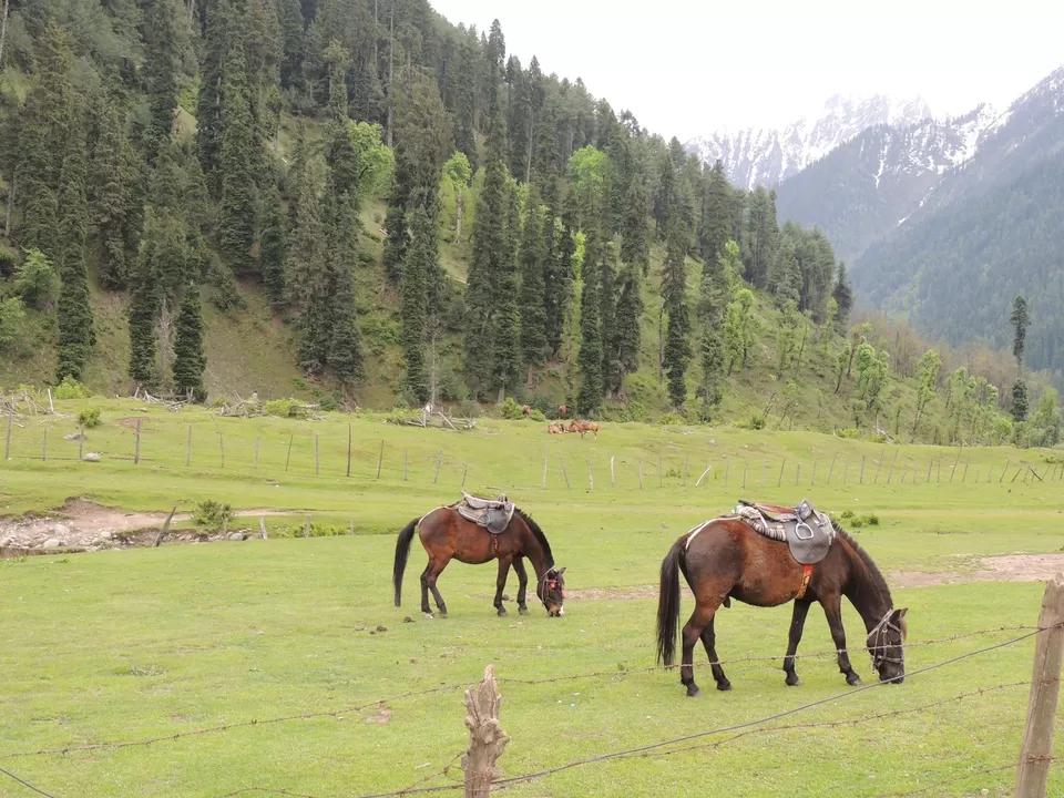 Photo of Aru Velly, Pahalgam by Niharika Baruah