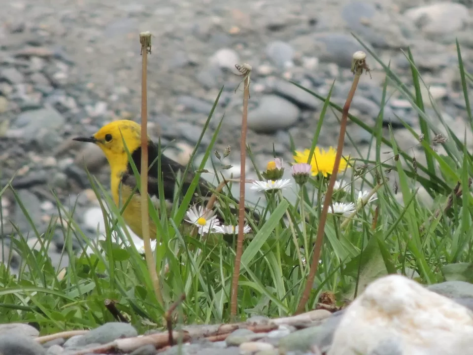 Photo of Betaab Valley, Hajan by Niharika Baruah