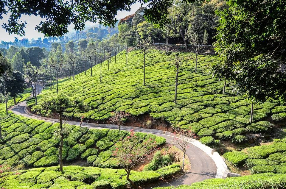 Photo of A Road Much Travelled, But I Coloured It --> KodaiKanal / Coonoor 3/8 by Natasha SK
